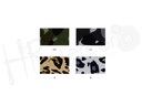 Bies fantasia animal print 7700 pza 25 mts